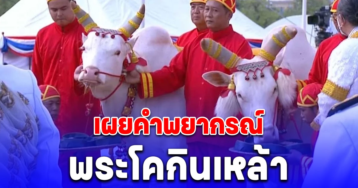 เผยคำพยากรณ์ วันพืชมงคล 2567 หลัง พระโคกินเหล้า