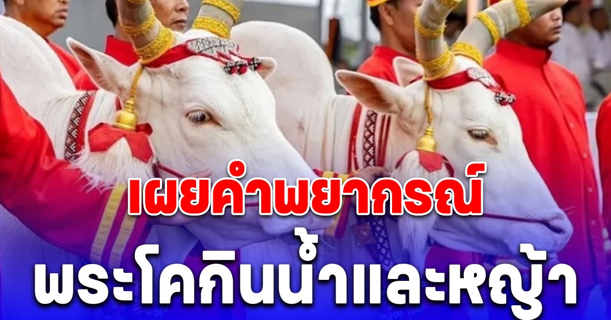เผยคำพยากรณ์ วันพืชมงคล 2567 หลัง พระโคกินน้ำและหญ้า