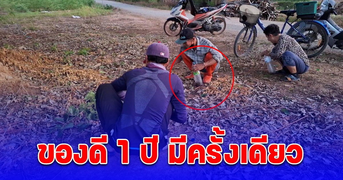 1 ปี มีครั้งเดียว แห่เก็บแมงมันหัวปี กิน-ขาย ราคาดี กก.ละ 3,000 บาท