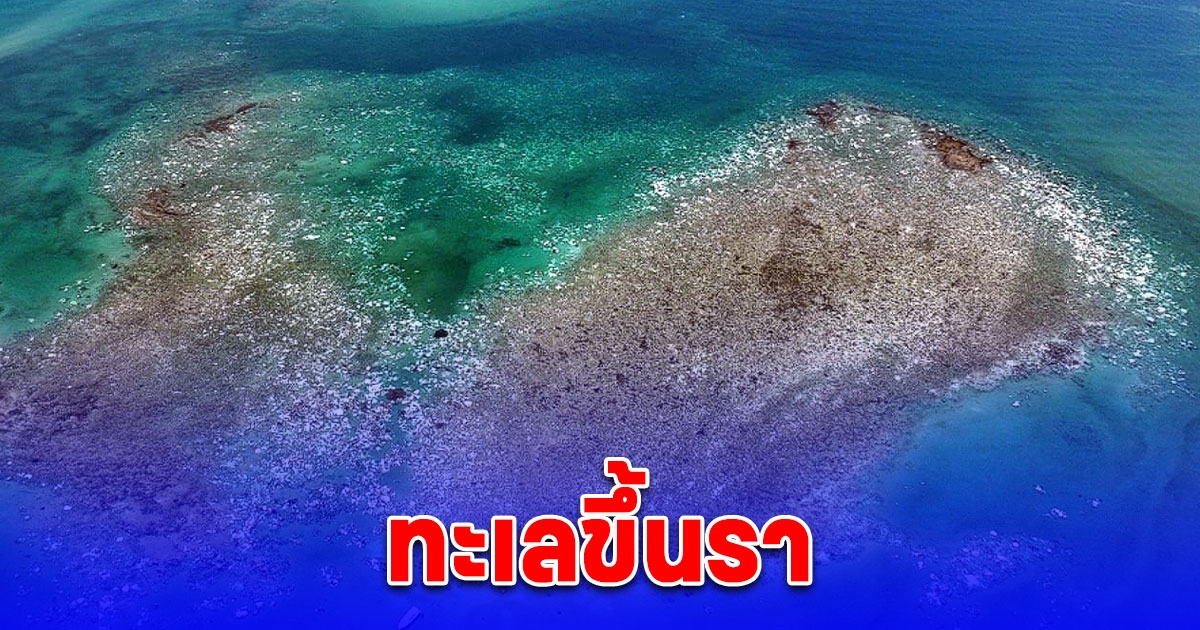 ภาพหาดูยากยิ่ง ทะเลขึ้นรา