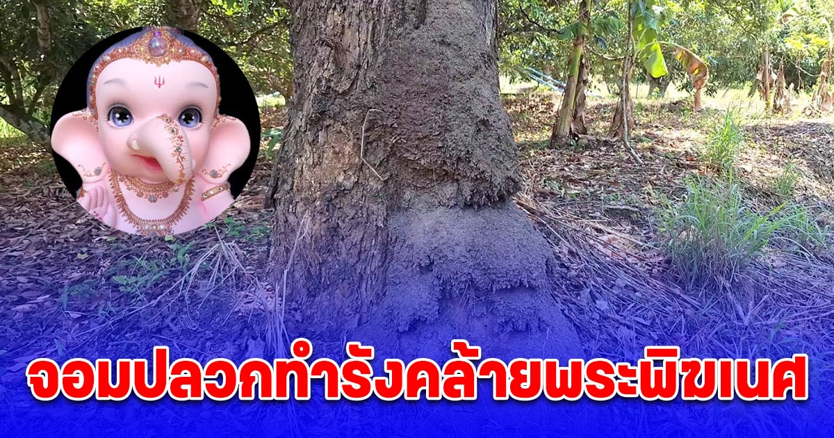 ฮือฮา จอมปลวกทำรังคล้ายพระพิฆเนศใต้ต้นประดู่
