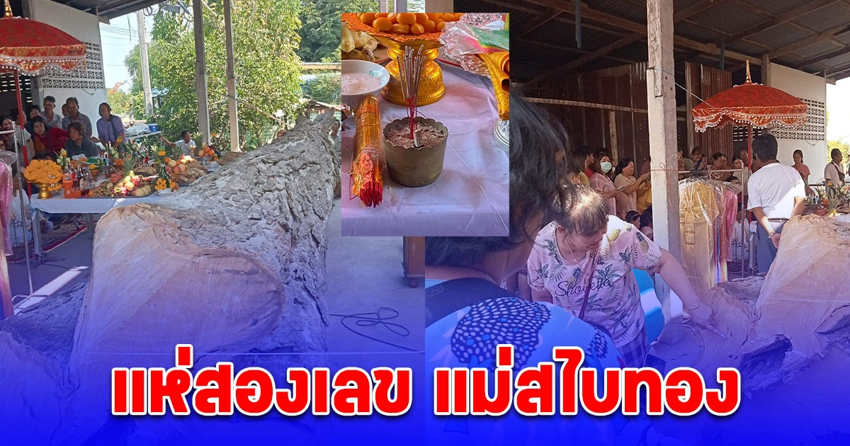แห่สองเลข แม่สไบทอง ตะเคียนยืนต้นตาย หลังเมรุที่วัดนมโฑ อ.สรรพยา