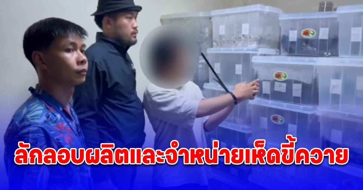 รวบหนุ่มวัย 27 ปี ลักลอบผลิตและจำหน่ายเห็ดขี้ควาย