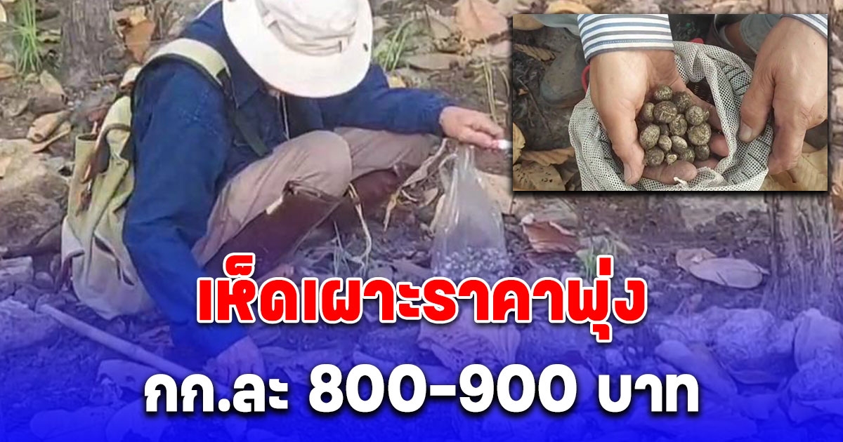 ชาวบ้าน แห่เก็บเห็ดเผาะราคาพุ่ง กก.ละ 800-900 บาท