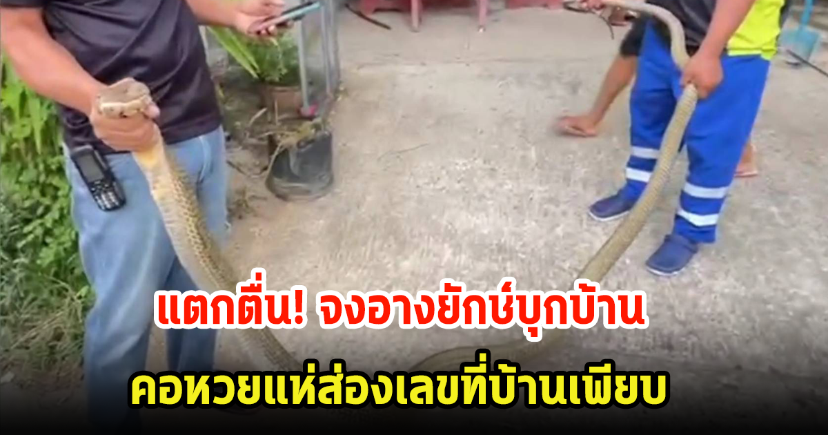 แตกตื่น! จงอางยักษ์ 4 เมตร บุกบ้านคาดจะกินนก