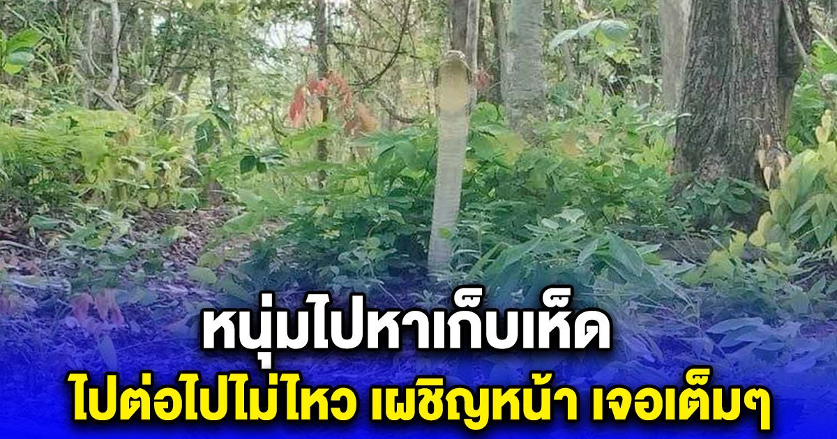 หนุ่มไปหาเก็บเห็ด ไปต่อไปไม่ไหว เผชิญหน้า เจอเต็มๆ