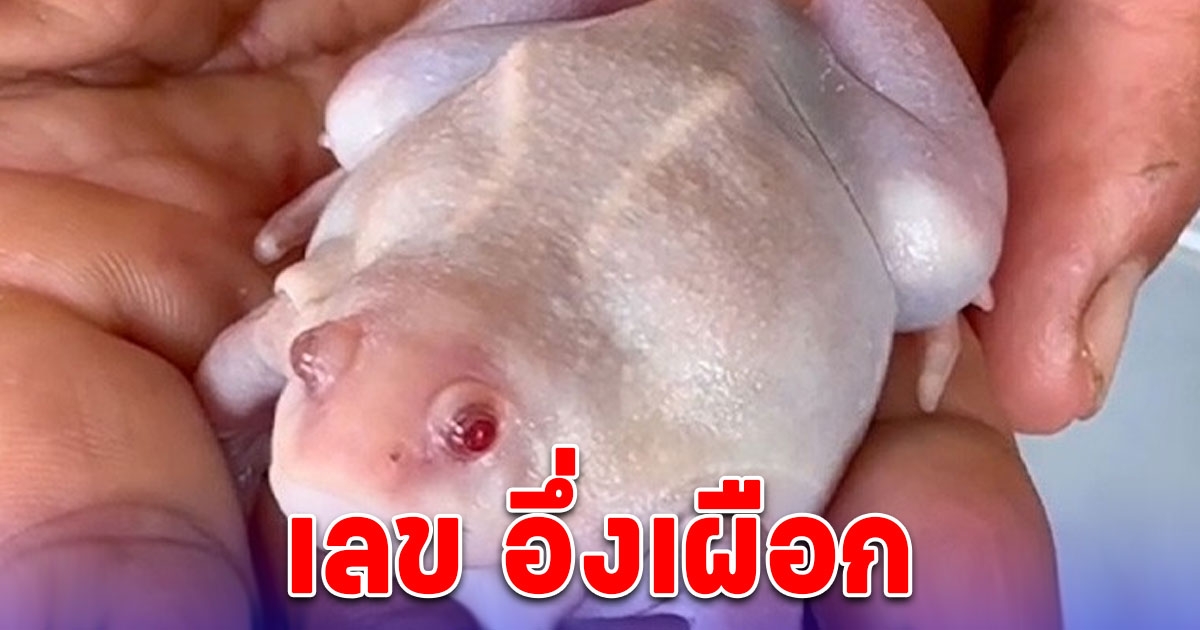 ชาวบ้านแห่ดู อึ่งเผือก เพศผู้ หลังเจ้าของเจอตอนฝนตก