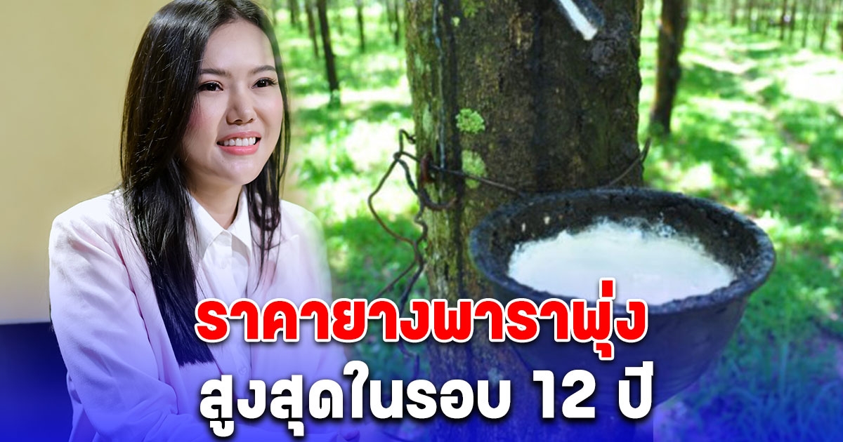 ราคายางพาราพุ่งแรงมาก สูงสุดในรอบ 12 ปี