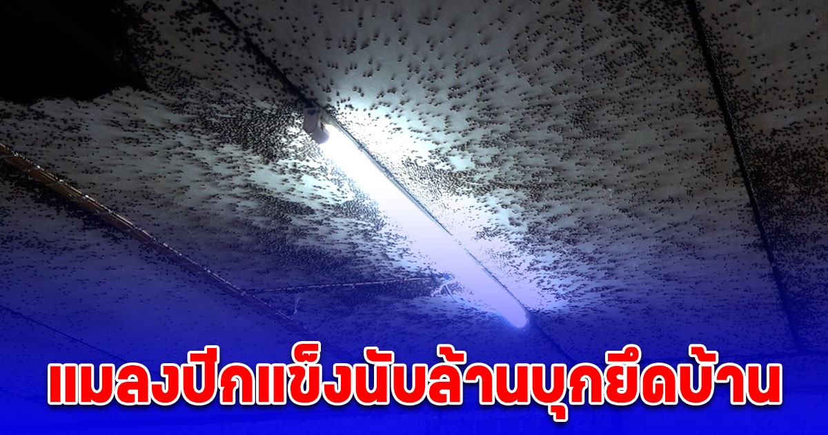 ลุงป้าอยู่ไม่ได้ แมลงปีกแข็งนับล้านบุกยึดบ้าน