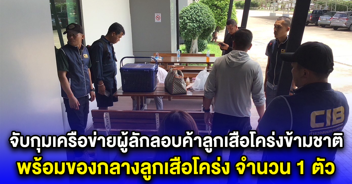 จับกุมเครือข่ายผู้ลักลอบค้าลูกเสือโคร่งข้ามชาติ พร้อมของกลางลูกเสือโคร่ง จำนวน 1 ตัว