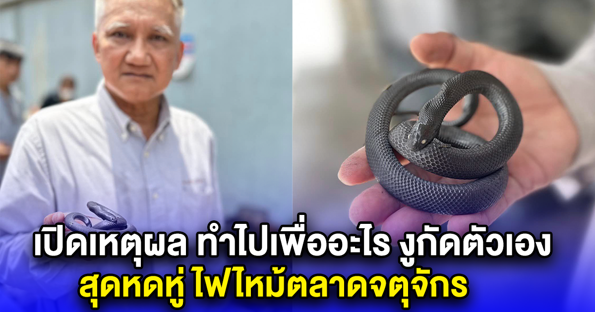 เปิดเหตุผล ทำไปเพื่ออะไร งูกัดตัวเอง สุดหดหู่ ไฟไหม้ตลาดจตุจักร
