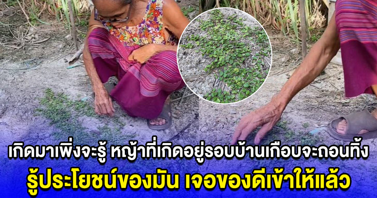 เกิดมาเพิ่งจะรู้ หญ้าที่เกิดอยู่รอบบ้านเกือบจะถอนทิ้ง รู้ประโยชน์ของมัน เจอของดีเข้าให้แล้ว