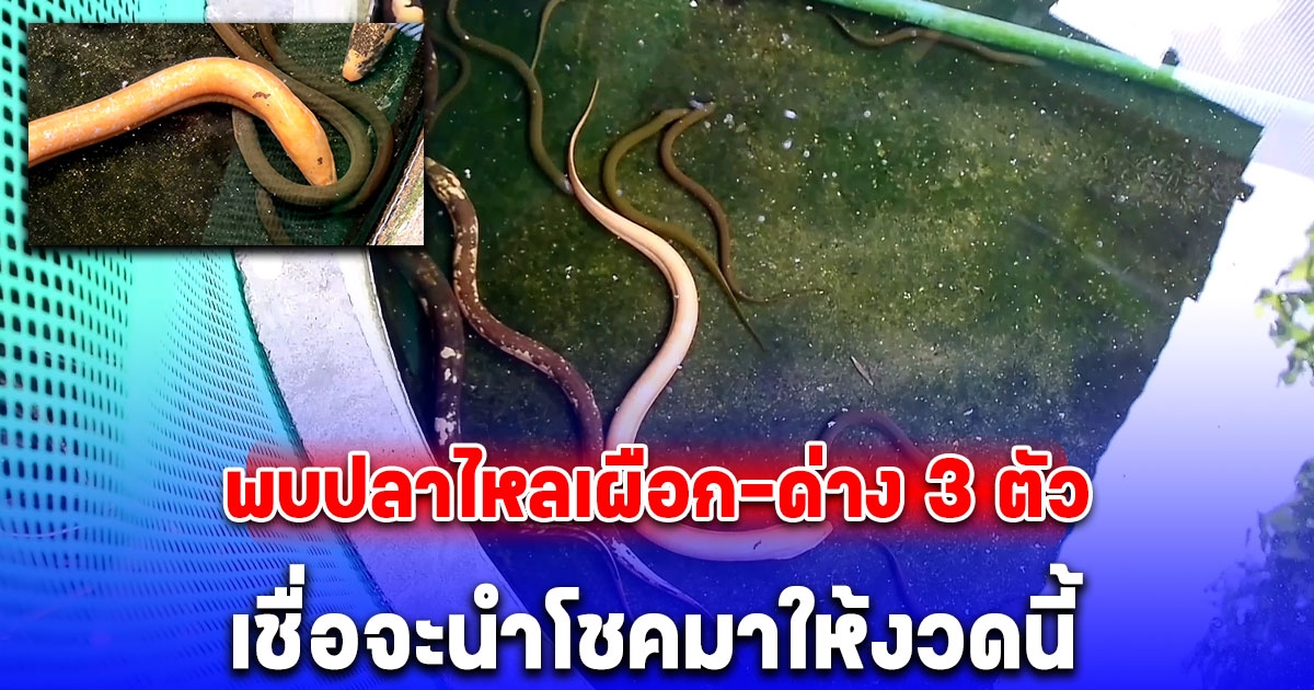 มากันทั้งครอบครัว ชาวบ้านพบปลาไหลเผือก-ด่าง 3 ตัว เชื่อจะนำโชคมาให้งวดนี้