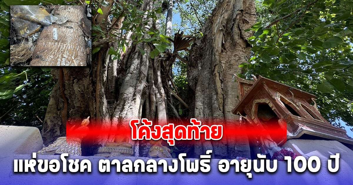 โค้งสุดท้าย แห่ขอโชค ตาลกลางโพธิ์ อายุนับ 100 ปี ตั้งตระหง่านกลางสุสาน หลังมีชาวบ้านถูกกันมาหลายงวด