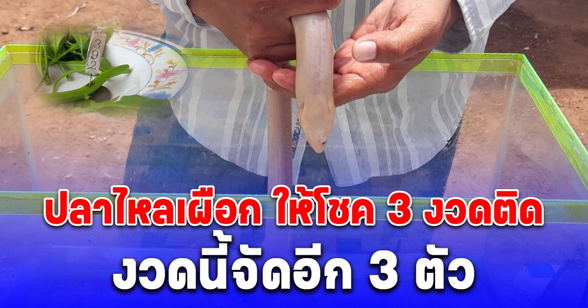 ปลาไหลเผือก ให้โชค 3 งวดติด เลขสีแดงขึ้นบนตัว ไม่พลาดส่องธูป เห็นเลขชัดแจ๋ว