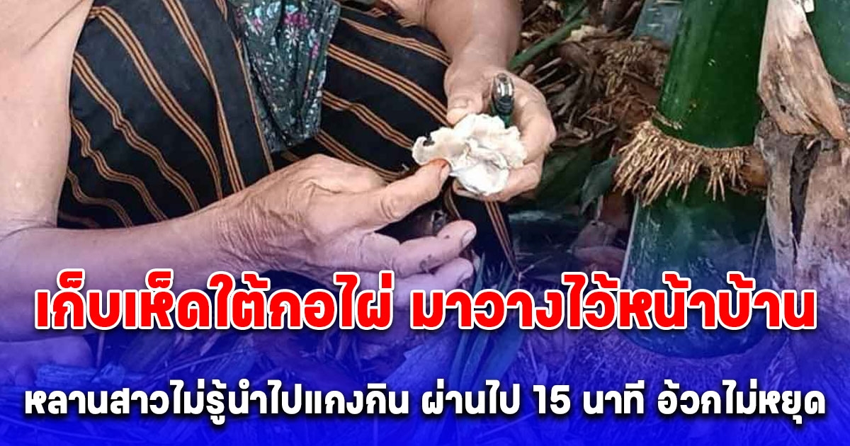 ยาย เก็บเห็ดใต้กอไผ่ 1 หอบมือมาวางไว้หน้าบ้าน หลานนำไปแกงกิน อ้วกไม่หยุด หาม 5 ชีวิตส่งรพ.อลหม่าน