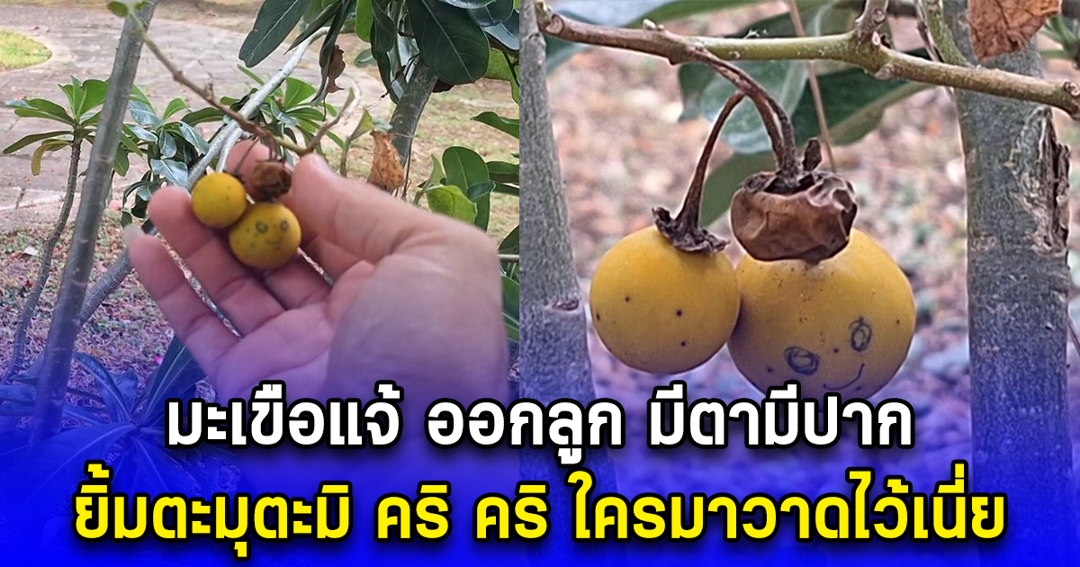 มะเขือแจ้ ออกลูก มีตามีปาก ยิ้มตะมุตะมิ คริ คริ ใครมาวาดไว้เนี่ย