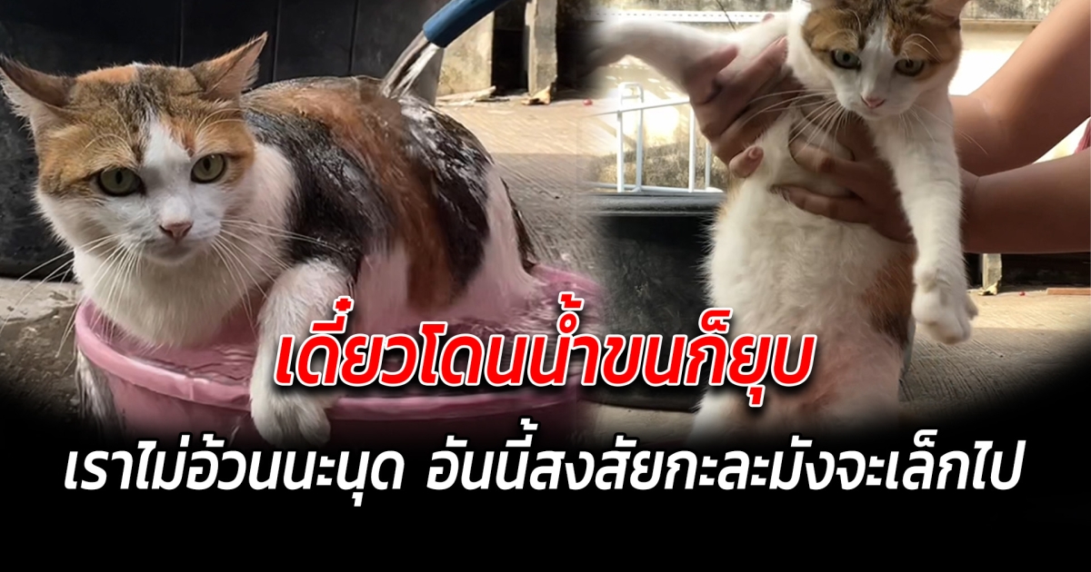 เดี๋ยวโดนน้ำขนก็ยุบ อย่ามาว่าเราอ้วนนะนุด อันนี้สงสัยกะละมังจะเล็กไป . อ่านข่าวในคอมเมนต์