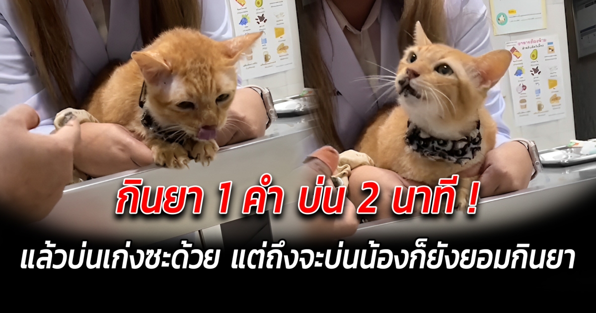 มีตั้ง 9 ชีวิต แค่นี้ชิลๆ ไม่เสียชื่อแมวส้ม เหมียวโตแล้วจะนอนไหนก็ได้