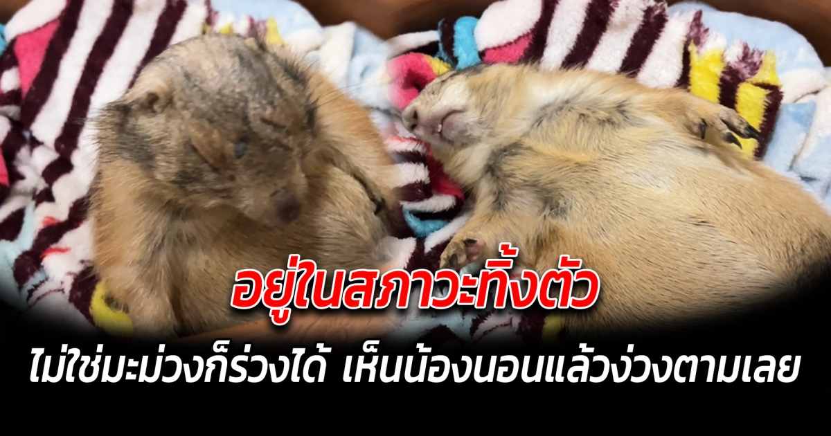 อยู่ในสภาวะทิ้งตัว ไม่ใช่มะม่วงก็ร่วงได้ เห็นน้องนอนแล้วง่วงตามเลย