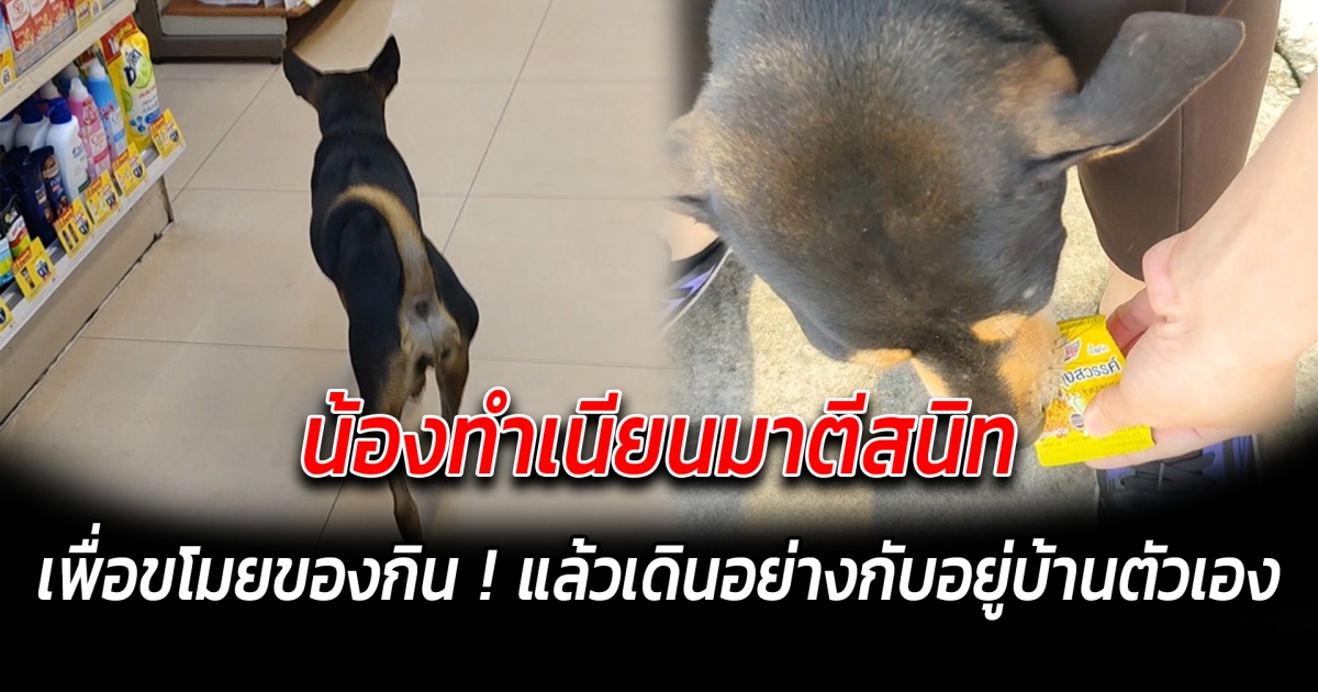น้องทำเนียนมาตีสนิท เพื่อขโมยของกิน แล้วเดินอย่างกับอยู่บ้านตัวเอง
