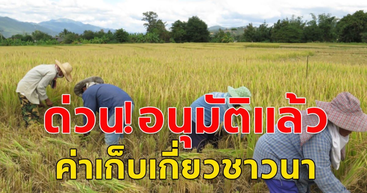 ด่วน! มีมติยกเลิกโครงการปุ๋ยคนละครึ่ง เปลี่ยนเป็นช่วยชาวนาไร่ละ 500 บ.