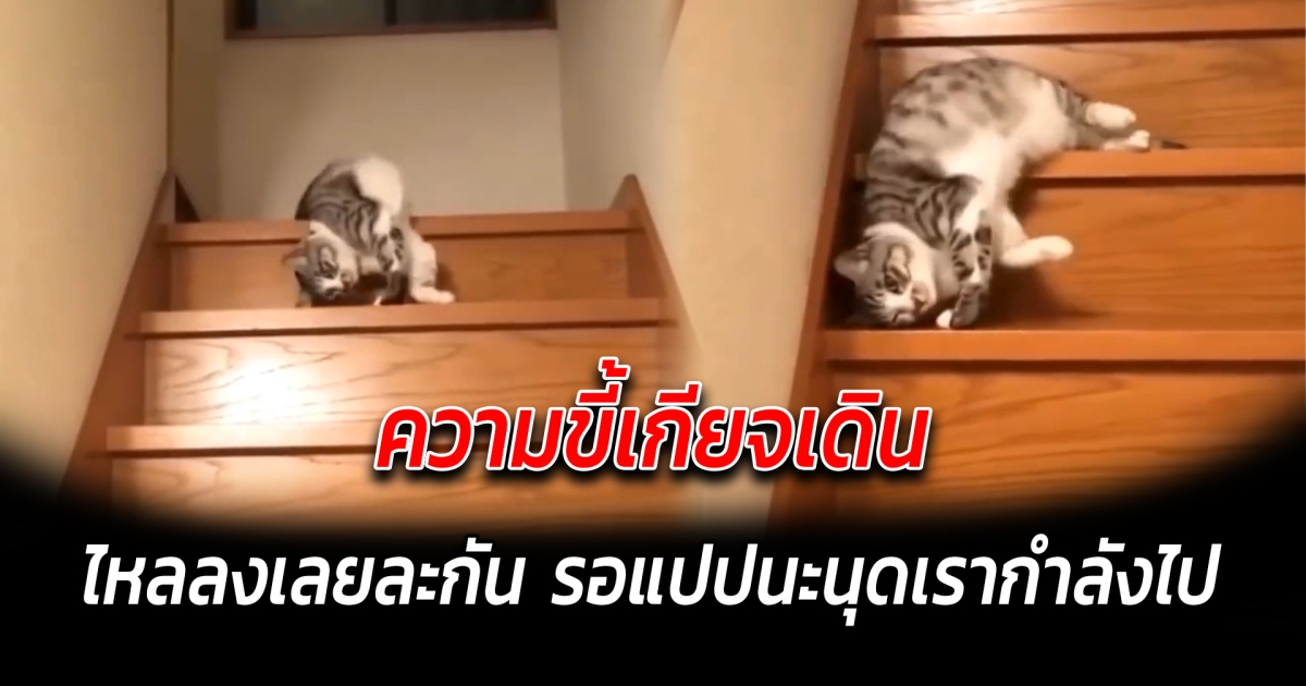 ความขี้เกียจเดิน ไหลลงเลยละกัน รอแปปนะนุดเรากำลังไป