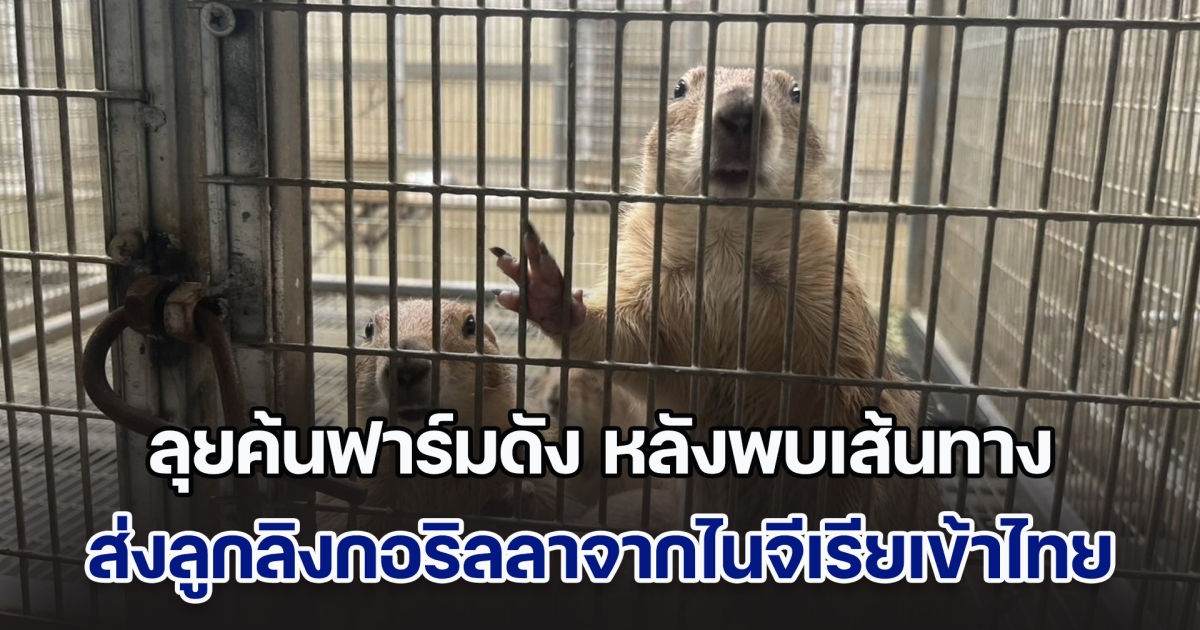 ลุยค้นฟาร์มดัง หลังพบเส้นทางส่งลูกลิงกอริลลาจากไนจีเรียเข้าไทย