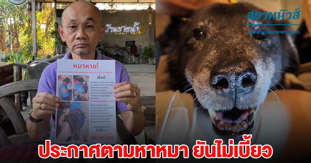 เจ้าของหมาประกาศตามหา พี่หมี ตั้งรางวัล 1 หมื่น ยันไม่เบี้ยว-ไม่จ่ายเช็ค