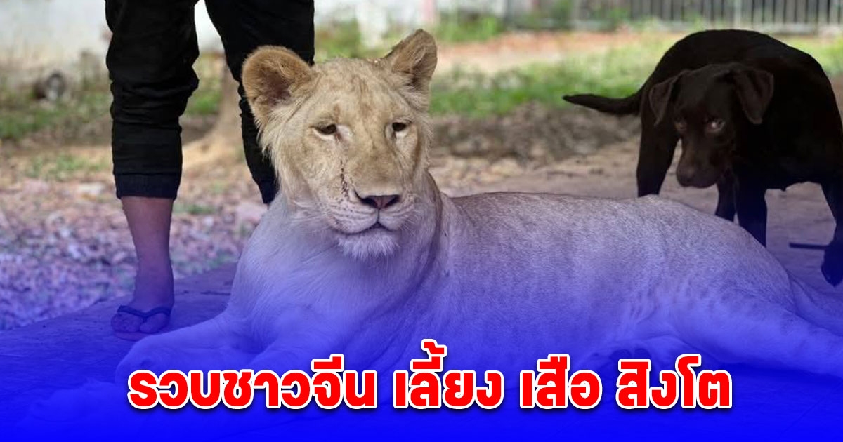 ตร.ปทส. ร่วมกับตำรวจภูธรจังหวัดจันทบุรี รวบชาวจีน พร้อม ของกลาง ลูกเสือโคร่ง-สิงโต ครอบครองผิดกฎหมาย