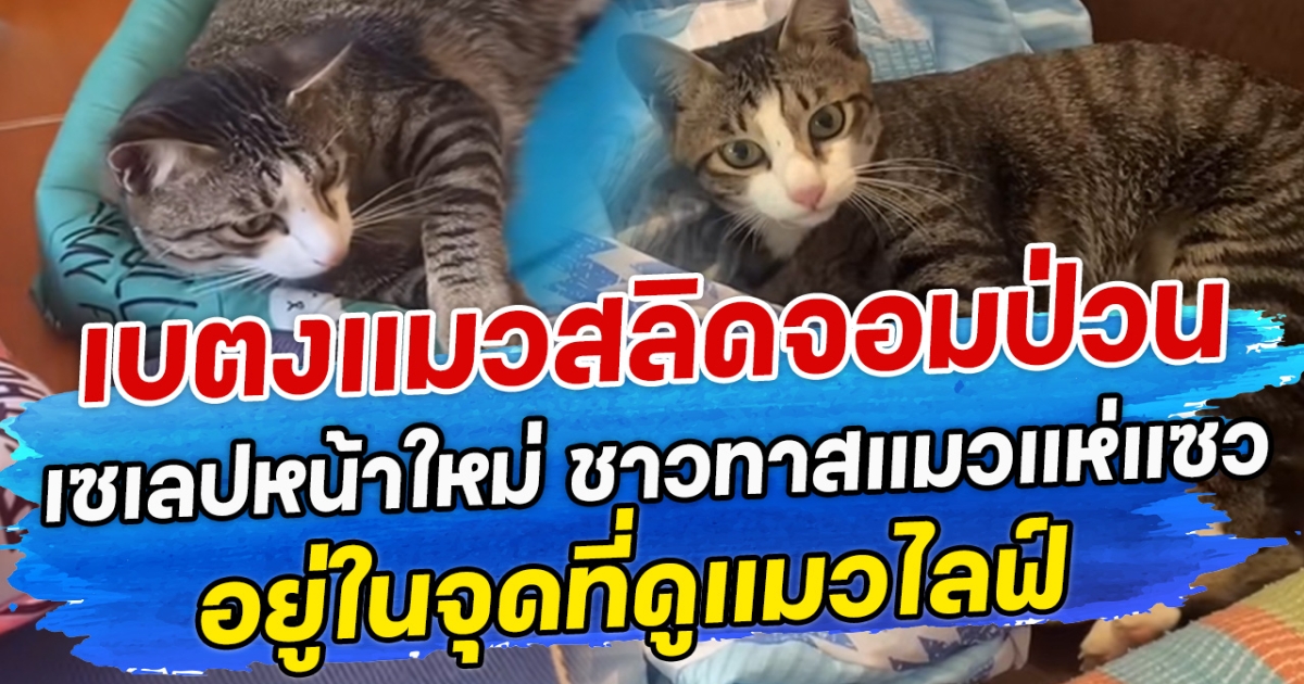 เบตงแมวสลิดจอมป่วน เซเลปหน้าใหม่ ชาวทาสแมวแห่แซว อยู่ในจุดที่ดูแมวไลฟ์