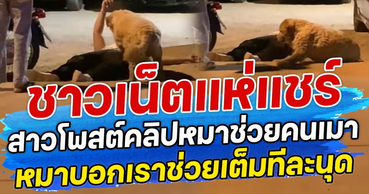 ชาวเน็ตแห่แชร์ สาวโพสต์คลิปหมาช่วยคนเมา หมาบอกเราช่วยเต็มทีละนุด