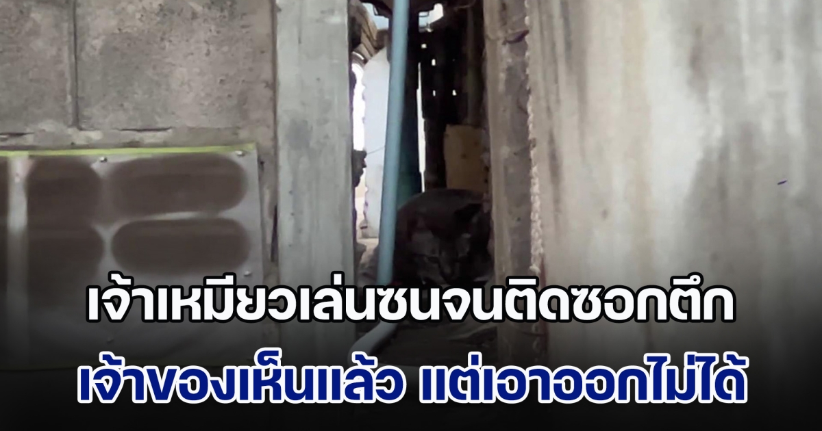 เจ้าเหมียวเล่นซนจนติดซอกตึก เจ้าของเห็นแล้ว แต่เอาออกไม่ได้ ต้องเรียกกู้ภัยฯมาช่วย