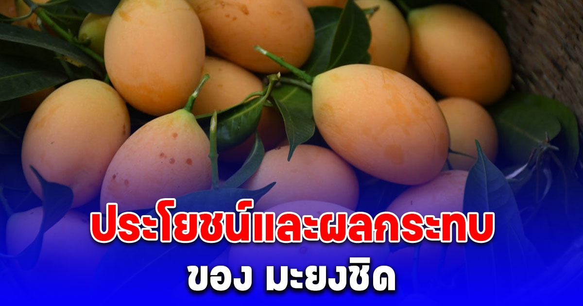หลายคนยังไม่รู้ ประโยชน์และผลกระทบ ของ มะยงชิด