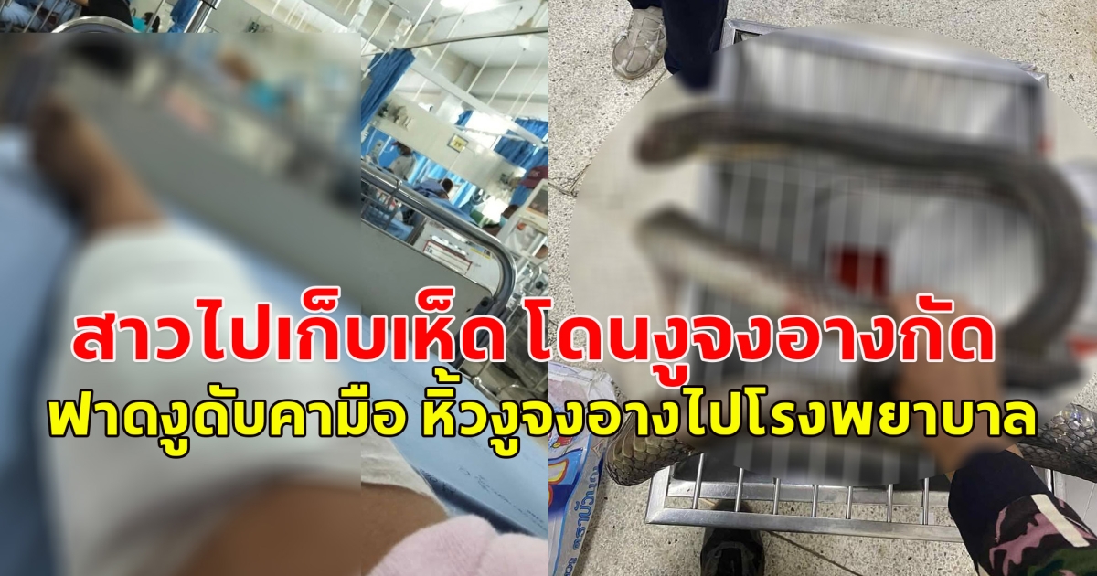 สาวไปเก็บเห็ด โดนงูจงอางกัด ฟาดงูดับคามือ หิ้วงูจงอางไปโรงพยาบาล
