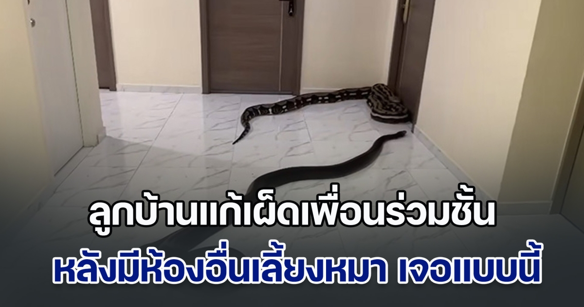 ลูกบ้านแก้เผ็ดเพื่อนร่วมชั้น หลังมีห้องอื่นเลี้ยงหมา แจ้งนิติแล้ว ไม่เป็นผล จึงนำงูตัวใหญ่ 2 ตัว มาปล่อยบริเวณทางเดิน ผลสุดท้าย วุ่นทั้งคอนโด