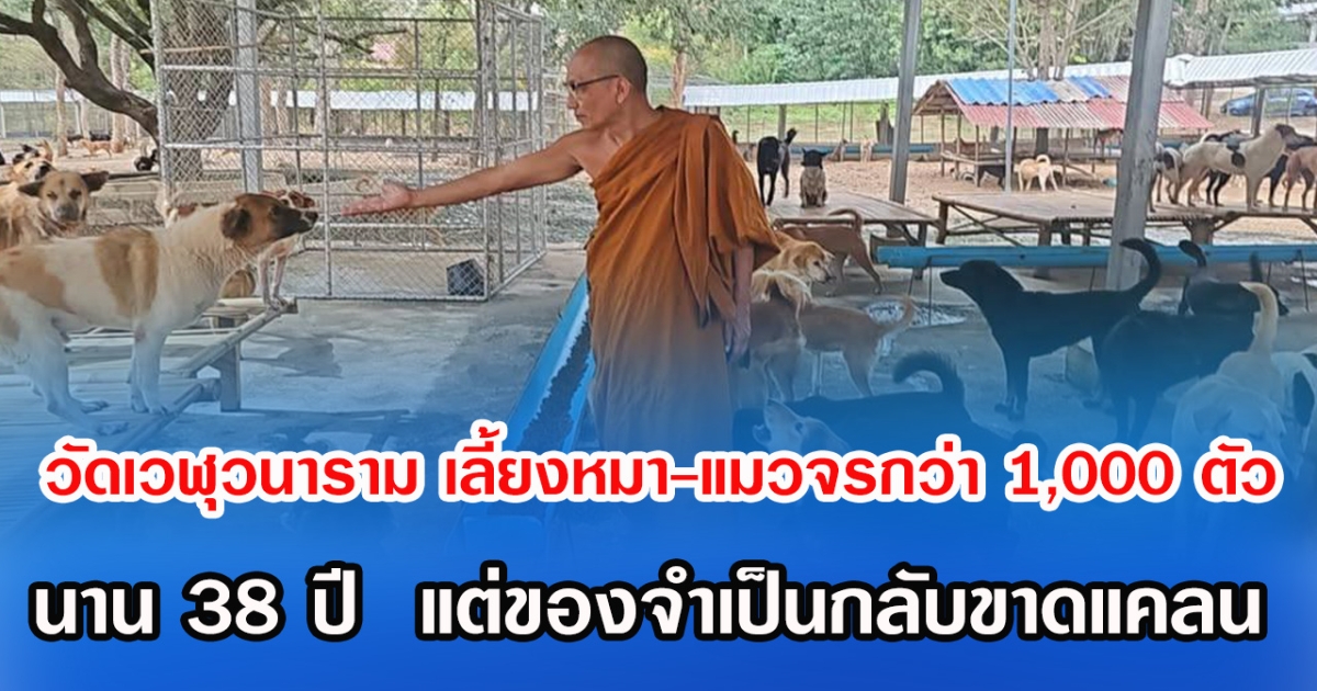วัดเวฬุวนาราม เลี้ยงหมา-แมวจรกว่า 1,000 ตัว นาน 38 ปี แต่ของจำเป็นกลับขาดแคลน
