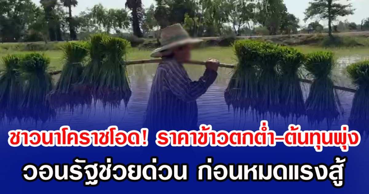 ชาวนาโคราชโอด! ราคาข้าวตกต่ำ-ต้นทุนพุ่ง วอนรัฐช่วยด่วน ก่อนหมดแรงสู้