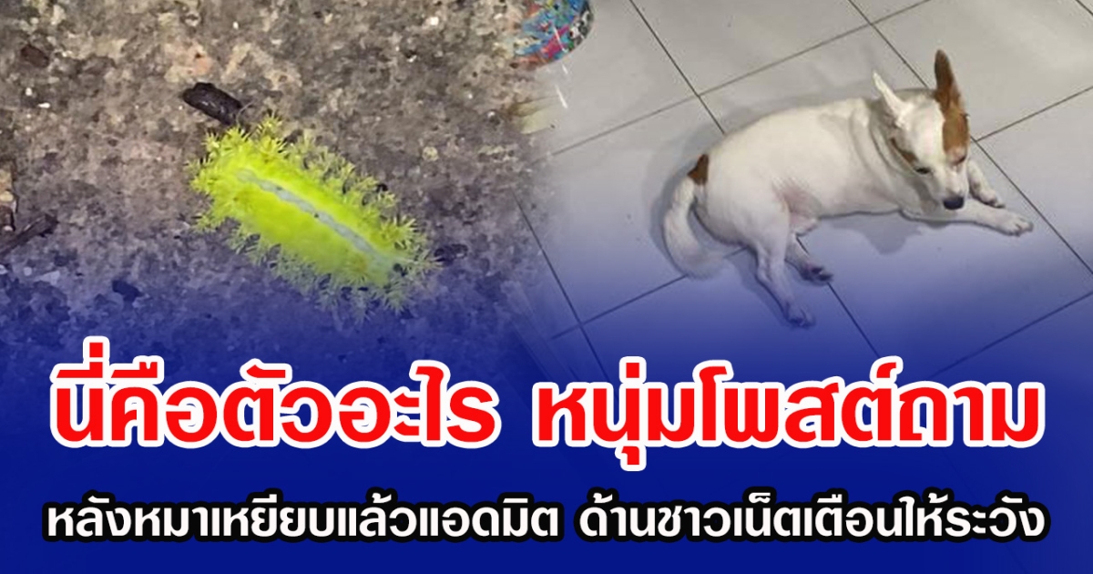 นี่คือตัวอะไร หนุ่มโพสต์ถาม หลังน้องหมาเหยียบแล้วแอดมิต ด้านชาวเน็ตเตือนให้ระวัง