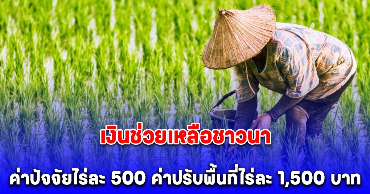 ประกาศแล้ว เงินช่วยเหลือชาวนา ค่าปัจจัยไร่ละ 500 ค่าปรับพื้นที่ไร่ละ 1,500 บาท