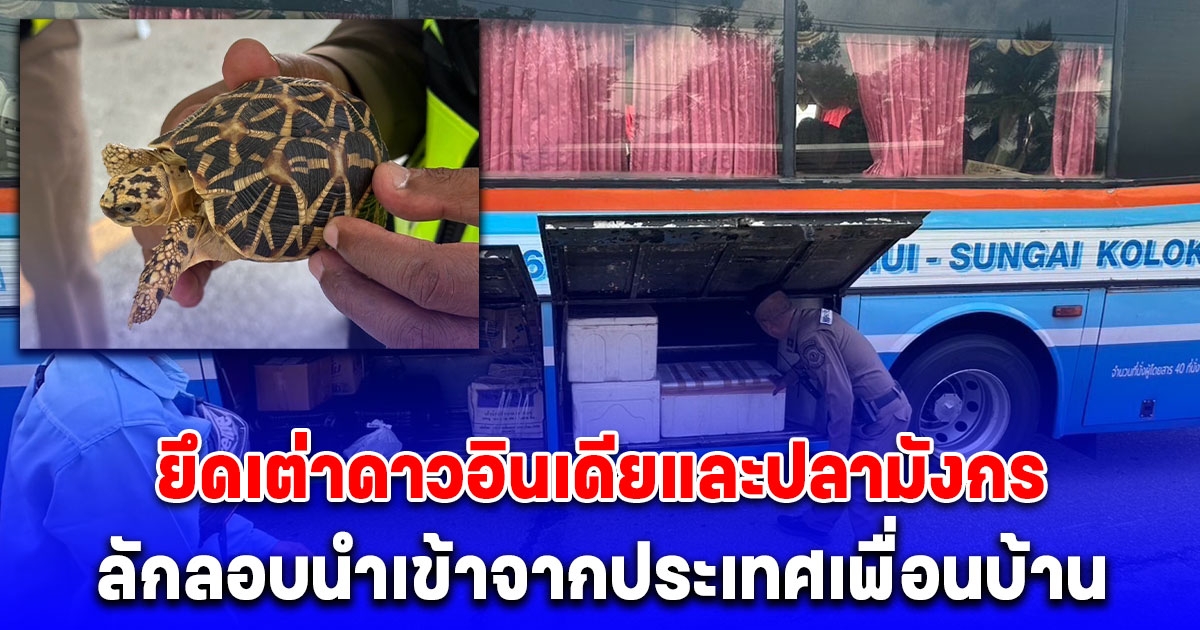 ตรวจยึดเต่าดาวอินเดียและปลามังกร ลักลอบนำเข้าจากประเทศเพื่อนบ้าน อาศัยขนส่งรถทัวร์ มูลค่ากว่า 2 ล้านบาท