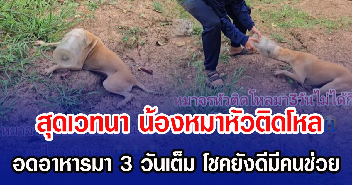 สุดเวทนา น้องหมาหัวติดโหล อดอาหารมา 3 วันเต็ม โชคยังดีมีคนช่วย