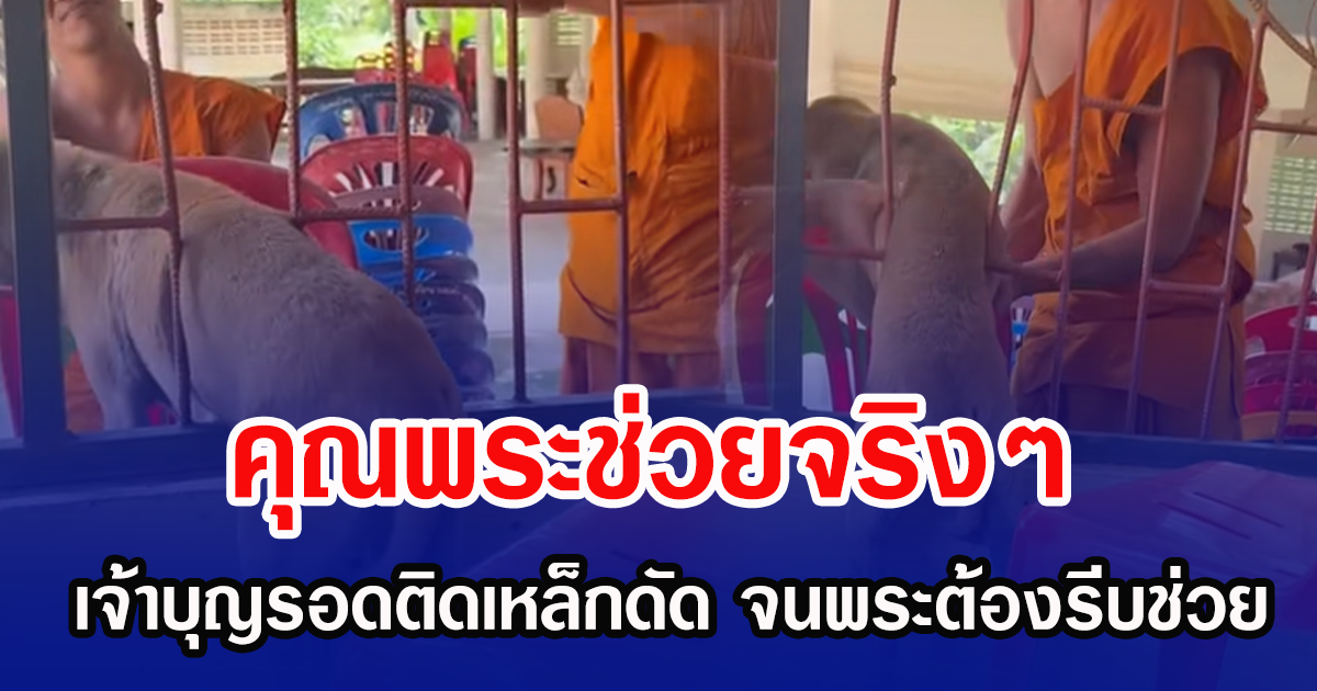 คุณพระช่วยจริง ๆ! เจ้าบุญรอดติดเหล็กดัด จนพระต้องรีบช่วย