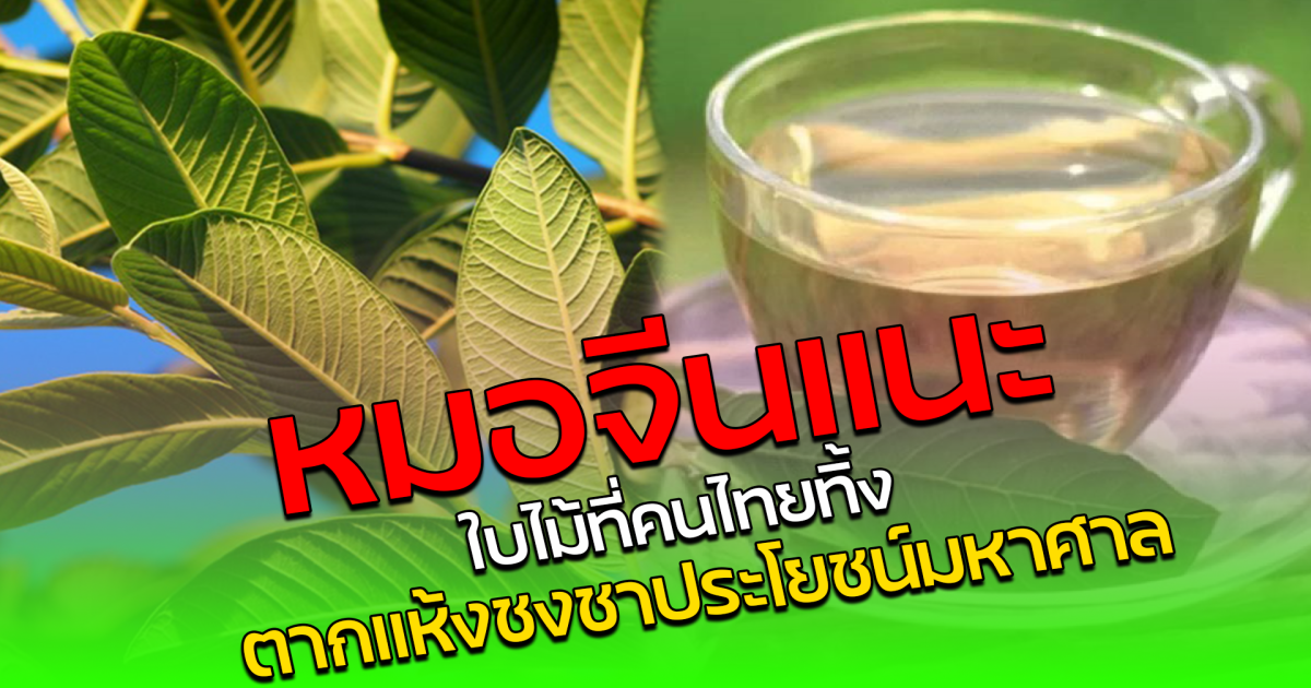 หมอจีนแนะ ใบไม้ที่คนไทยทิ้ง ตากแห้งชงชาประโยชน์มหาศาล