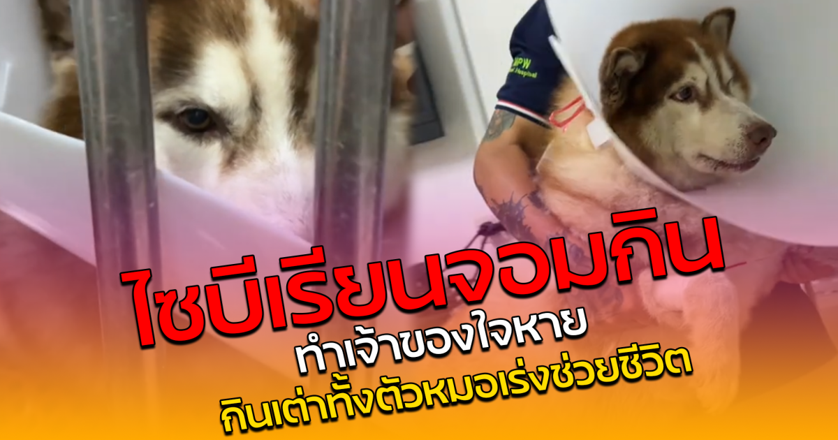 ไซบีเรียนจอมกิน ทำเจ้าของใจหาย กินเต่าทั้งตัวหมอเร่งช่วยชีวิต