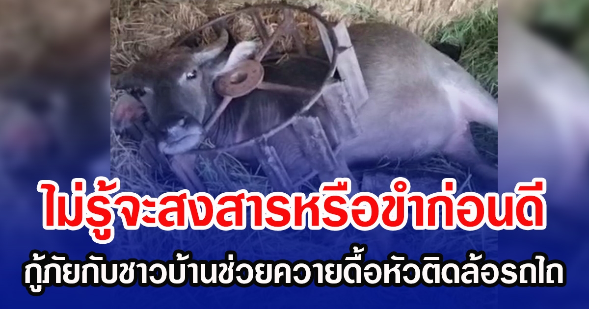 ไม่รู้จะสงสารหรือขำก่อนดี กู้ภัยกับชาวบ้านช่วยควายดื้อหัวติดล้อรถไถ