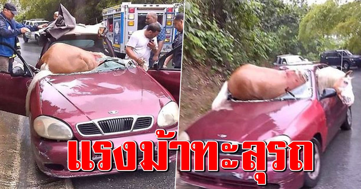 ม้าชนรถ พุ่งทะลุกระจกหน้าเข้าไปครึ่งตัว โชคดีทั้งคนทั้งสัตว์รอดปาฏิหาริย์