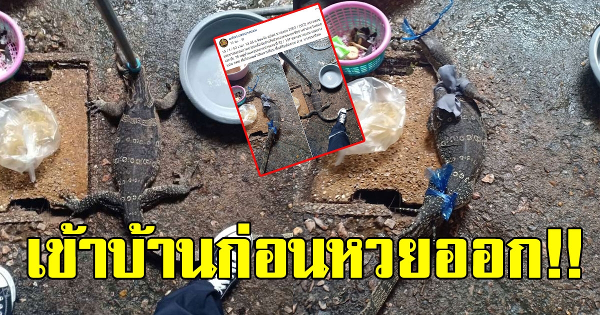 ตัวเงินตัวทองเข้าบ้านคน ใกล้วันหวยออก แห่ซื้อเลขที่บ้านเกลี้ยงแผง