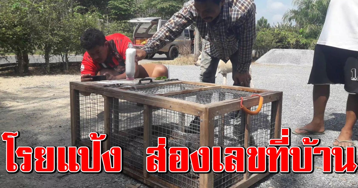 ลมแทบจับ บองหลา เลื้อยซุกห้องครัว ชาวบ้านแห่โรยแป้ง ส่องหาเลขที่บ้าน