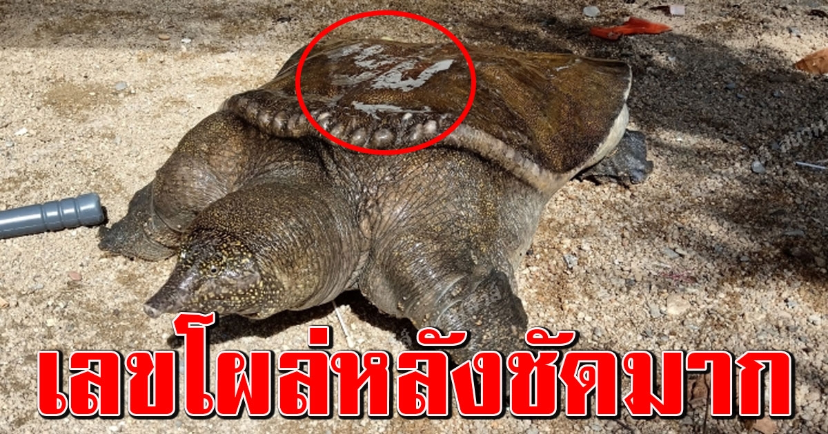 หนุ่มก่อสร้าง วางยอดักปลาในคลอง พบตะพาบยักษ์